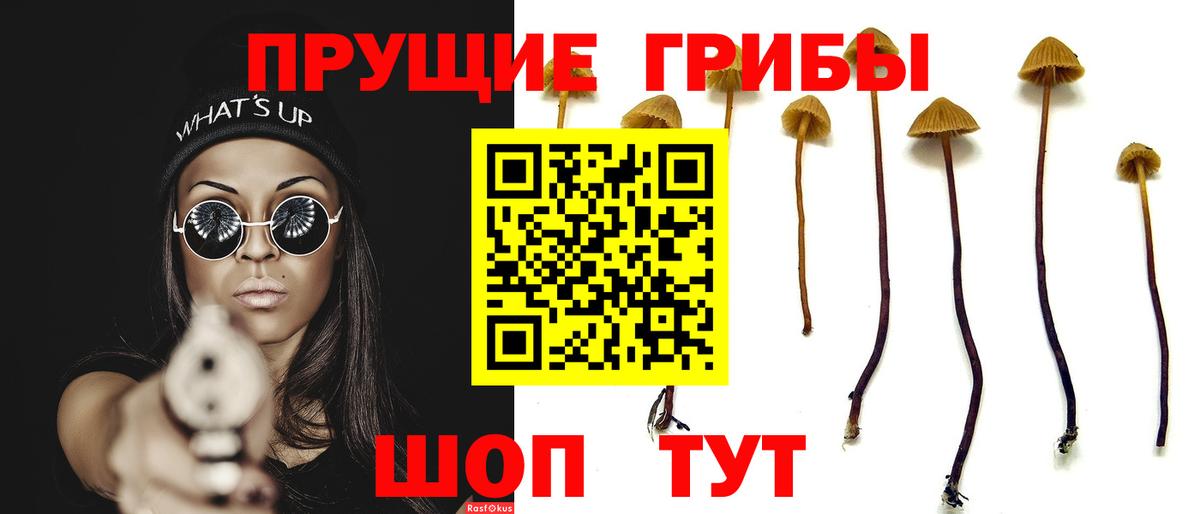 Псилоцибиновые грибы Psilocybe Видное